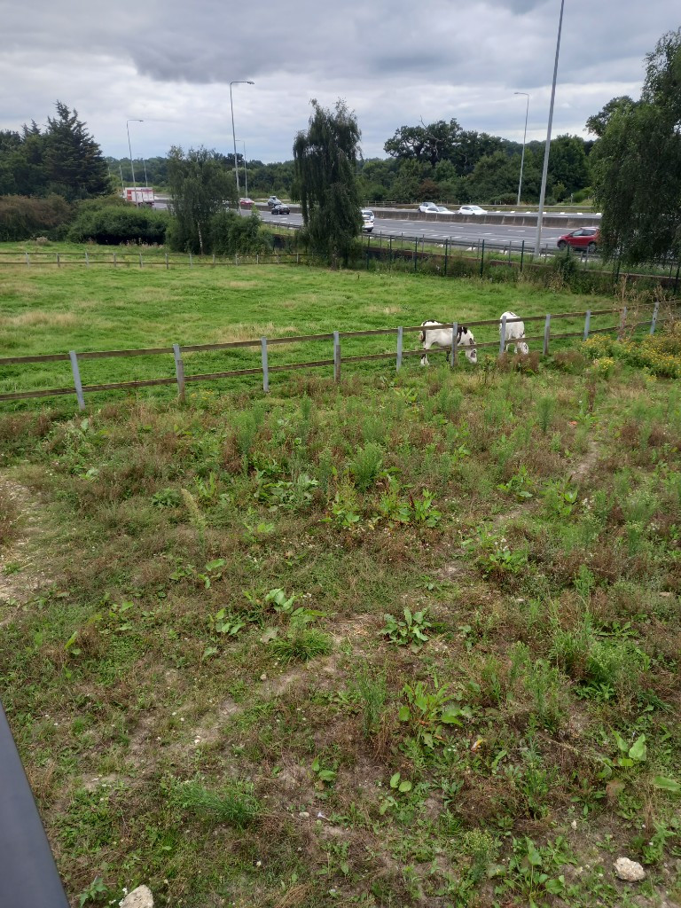 Photo by Saab Cheema of Super Man with a Van - Large
