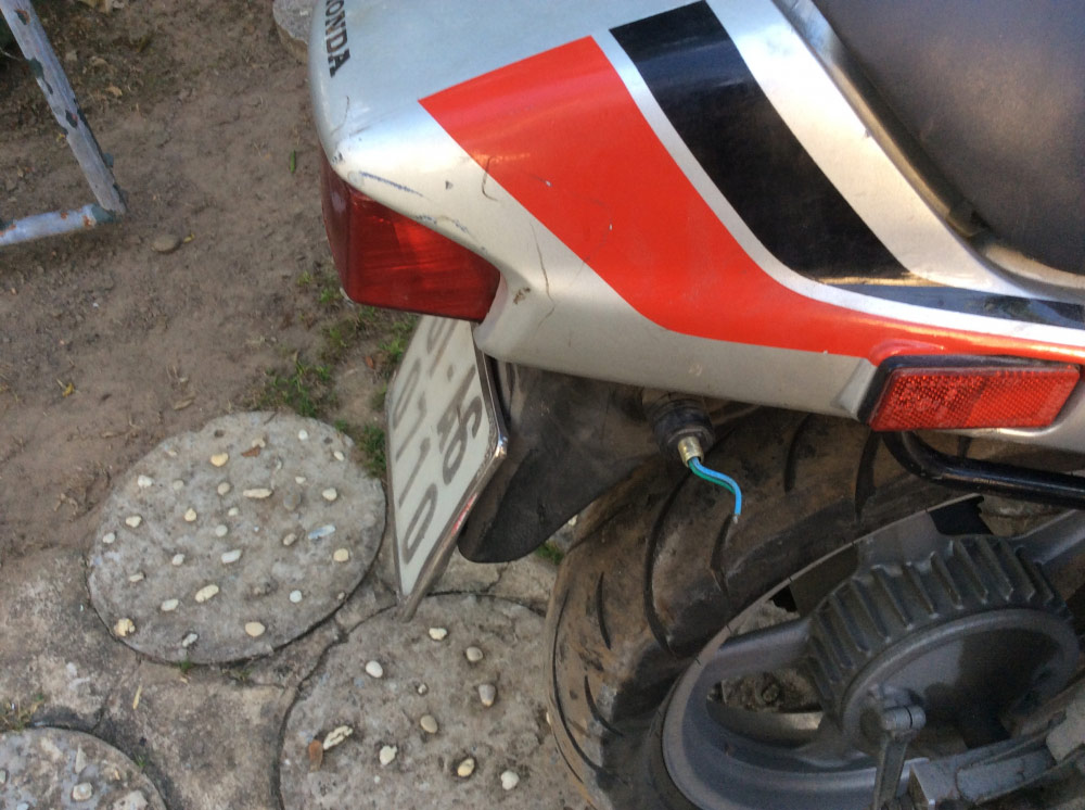 Second photo by Alan Unger of Asian Tiger - Large