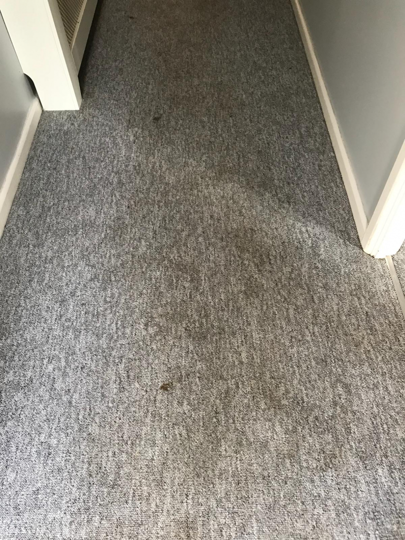 Photo by Tirzah of AnyVan - Large