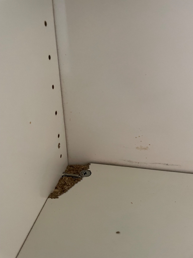 Second photo by Anne Magdeburg of Jan Meier - Bremer Umzugsprofis - Large