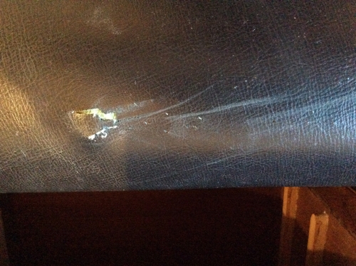 Photo by Rhona of Ants Removals - Large