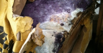 Thumbnail photo by Melinda of Pickfords