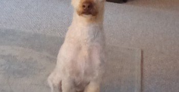 Thumbnail photo by Flissy Hadfield of Hamiltons Removals