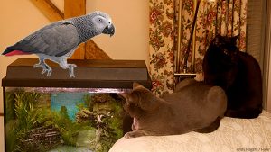 Tips for moving with pets