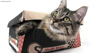How to move with cats
