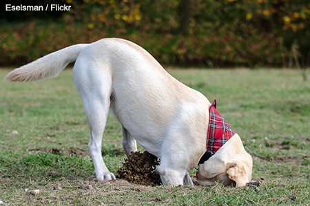 stop dog escaping through hedge