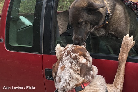 stop dog escaping through hedge