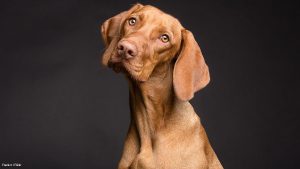 How to Dog Proof a Home