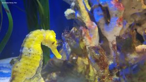 Moving Fish