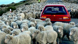 Moving to New Zealand