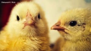 Moving Home with chickens