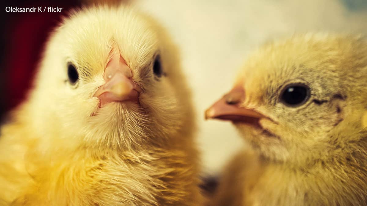 How to Move House With Chickens Eggcellent Chicken Moving Tips