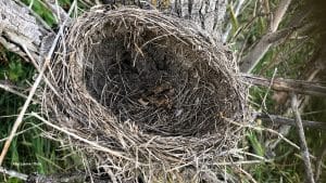 Empty Nest Syndrome