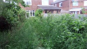 Invasive Plants and Weeds