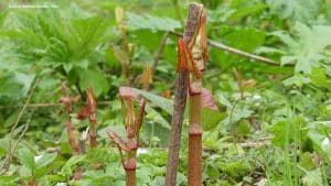 Japanese Knotweed